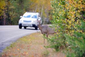 A deer stands on the side of the road as a car approaches.